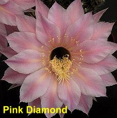 Pink Diamond.4.1.jpg 